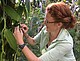 Doktorandin Annemarie Wurz bestäubt per Hand eine Vanilleblüte in Madagaskar. Hierfür wird ein Orangendorn verwendet, um das Rostellum anzuheben und der Daumen um Staubbeutel und Narbe zusammenzudrücken. Foto: Anjaharinony A.N.A. Rakotomalala