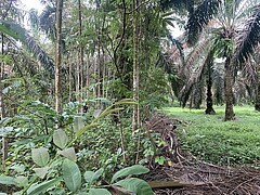 Experimentelle Baumpflanzung mit einheimischen Baumarten und einem artenreichen Unterwuchs (links) und einer angrenzenden konventionell bewirtschafteten Ölpalmplantage (rechts). Foto: Gustavo Paterno