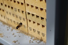 Ein Mauerbienen-Weibchen fliegt in ihr Nest. Foto: Felix Klaus