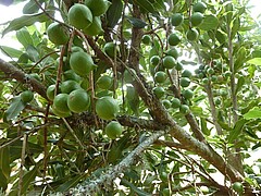 Die unreifen Nüsse hängen in Trauben am Baum. Die Bestäubung der Macadamia-Blüten durch Insekten ist essenziell für die Produktion. Foto: Mina Anders