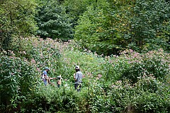 Das Forschungsteam um David Becker in einer vom Drüsigen Springkraut invadierten Untersuchungsfläche. (C) Foto: David Becker